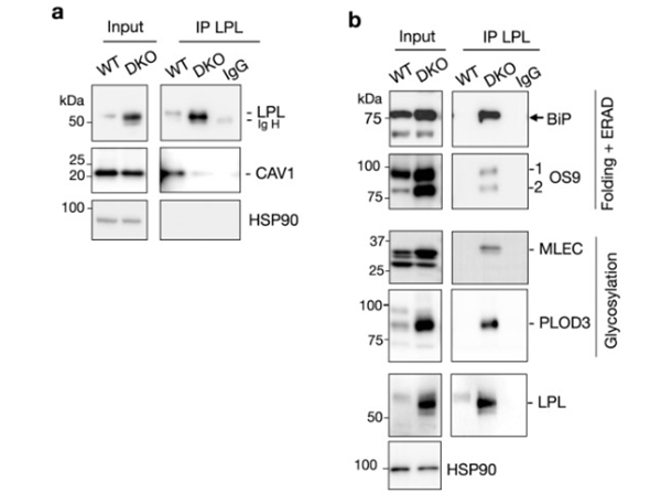 Western Blot using Goat TrueBlot® ULTRA: Anti-Goat IgG HRP
